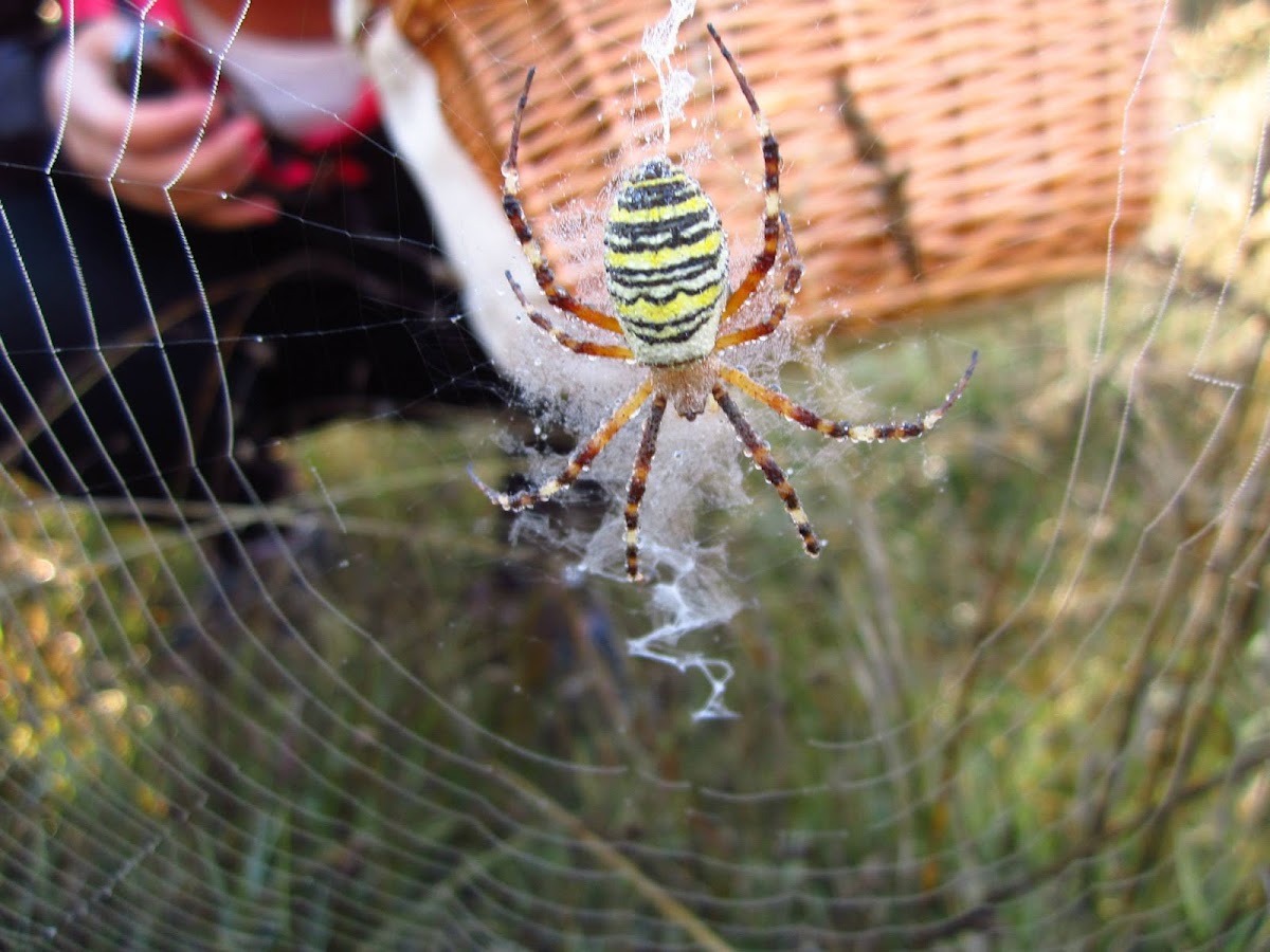 Wasp spider / Araña tigre