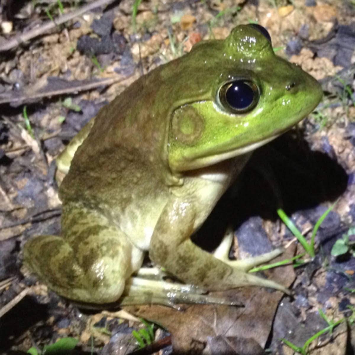 American bullfrog Project Noah