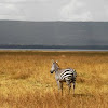 Common or plains zebra