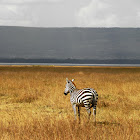 Common or plains zebra