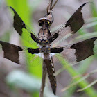 Common Whitetail