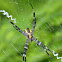 Argiope spider