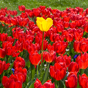 Tulip garden TURKEY by Ahmet Güler - Flowers Flower Arangements