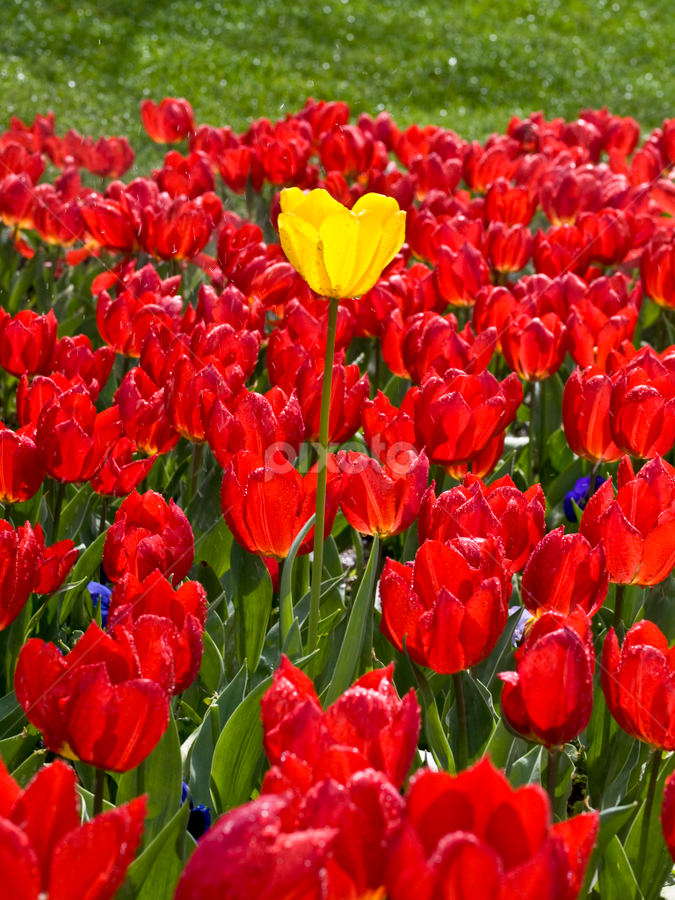 Tulip garden TURKEY by Ahmet Güler - Flowers Flower Arangements