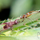 Bush cricket