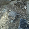 Sonoran Tortoise