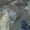 Sonoran Tortoise