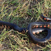 Eastern Mud Snake