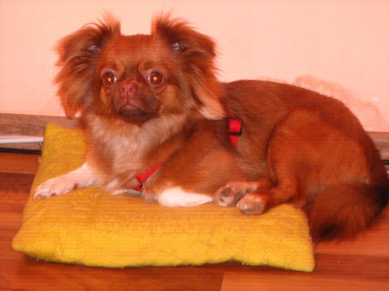 Daisy