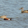 Northern Shoveler Ducks