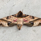 Sphinx Moth