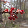 Red Maple (Flowers)