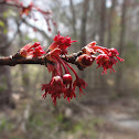 Red Maple (Flowers)
