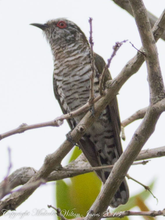 Little Bronze Cuckoo