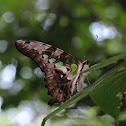 Tailed Jay（统帅青凤蝶）