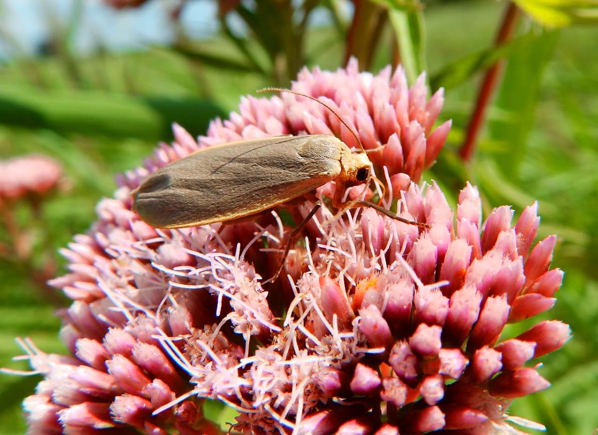 Common Footman Moth (male)
