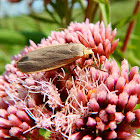 Common Footman Moth (male)