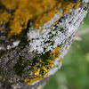 Lichen (Lichene)