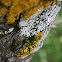 Lichen (Lichene)