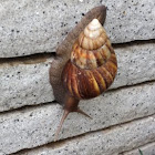 East African Land Snail