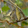 Willow Warbler