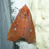 Lesser Cotton Leaf-worm Moth