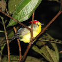 wire tailed manakin