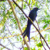 Black Drongo