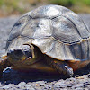 Bowsprit tortoise