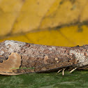 buff tip moth