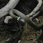Cobra de colar (gl), Culebra de collar (es), Grass snake (uk),
