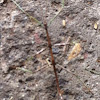 Stick bug (Walking Stick)