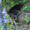 Spicebush Swallowtail (male)