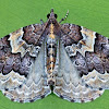 Northwestern Phoenix Moth