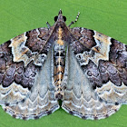 Northwestern Phoenix Moth