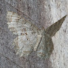 Tulip Tree Beauty moth