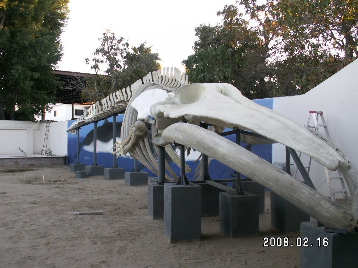 Fin Whale skeleton