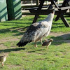 Peahen