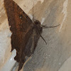 Xmahaná, moth, butterfly