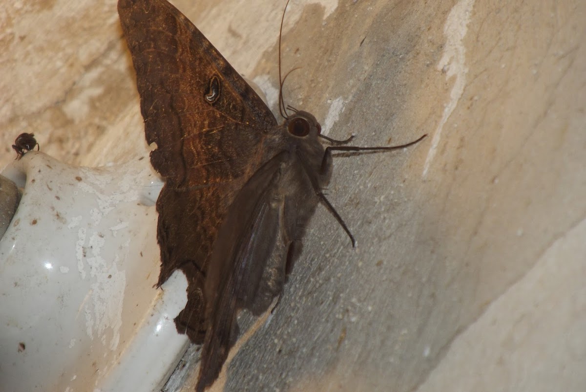 Xmahaná, moth, butterfly