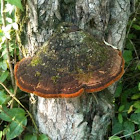 Bracket Fungi