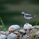 White wagtail