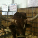 Texas long horn