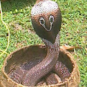 Spectacled Cobra