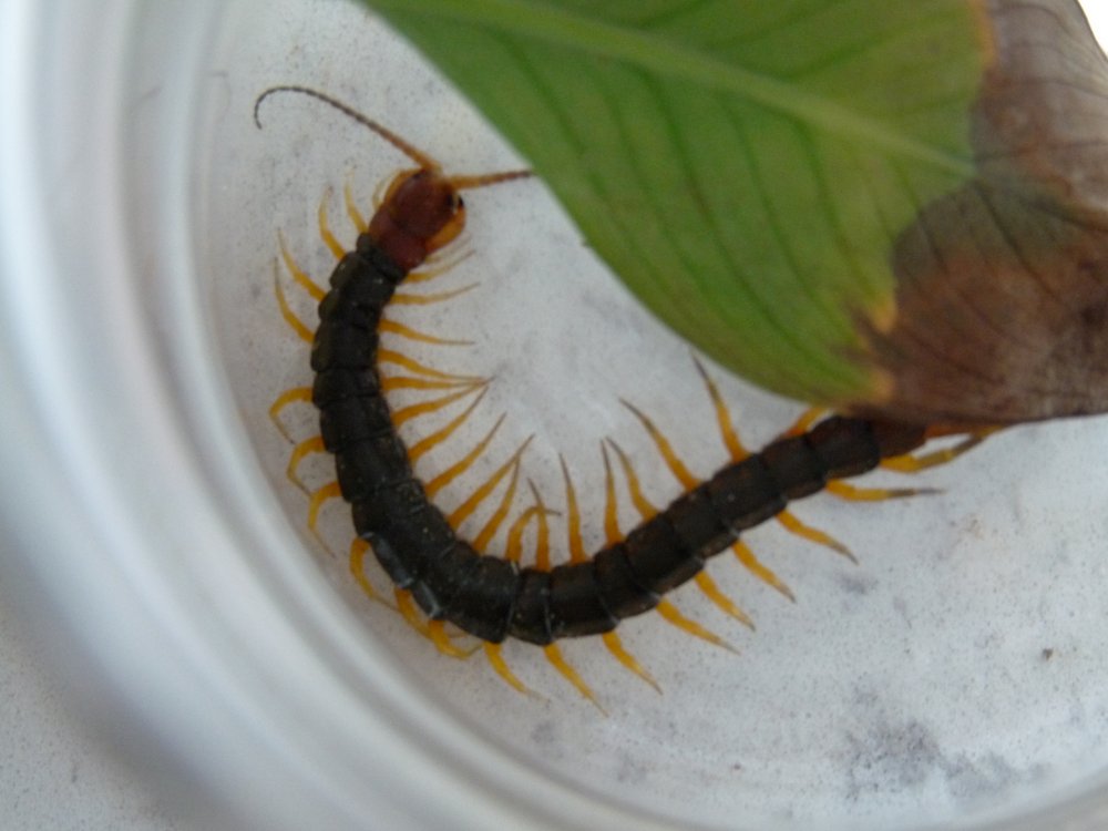 Taiwan centipede