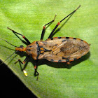 Triatomine or Kissing bug