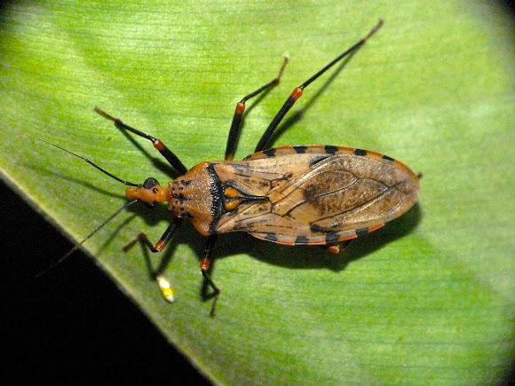 Triatomine or Kissing bug | Project Noah