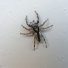 Gray wall Jumping Spider(Male)