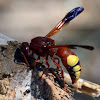 Potter Wasp