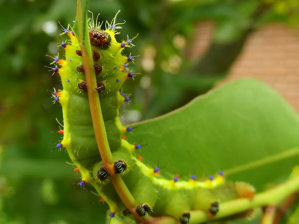 Larva - emperor gum moth | Project Noah